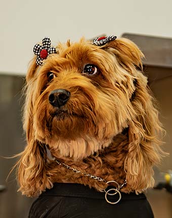 Rubies and Ruff